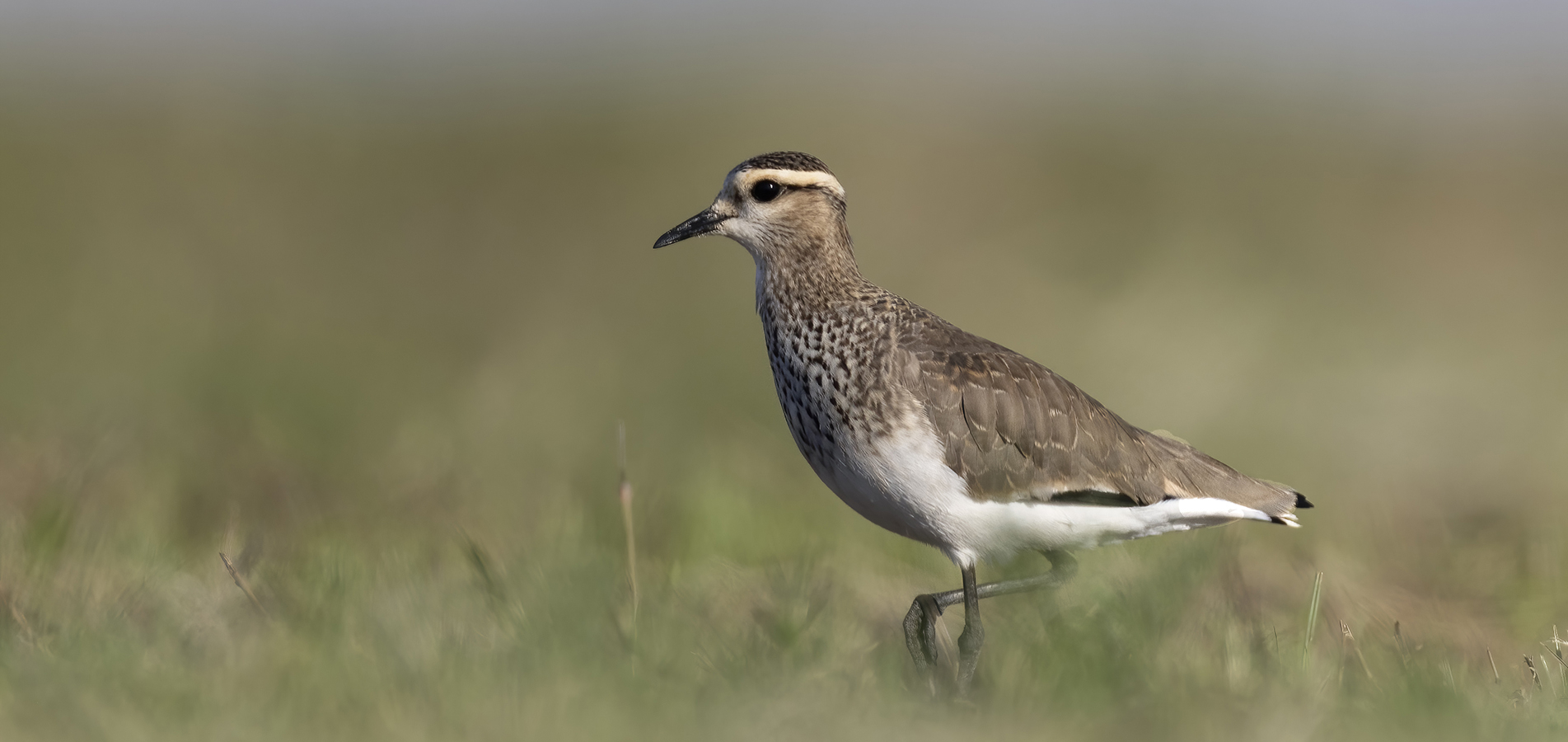 Sociable Lapwing