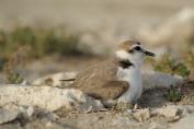 Kentish plover Breeding in Qatar