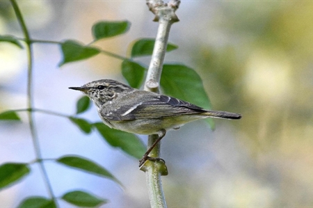 Records for H1, 2025