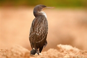 Socotra Cormorant Breeding in Qatar