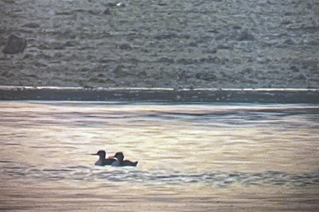 An Exceptional Marine Vagrant Recorded Near Um-Far Island