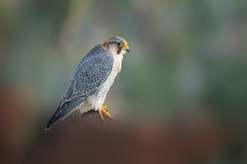 Barbary Falcon