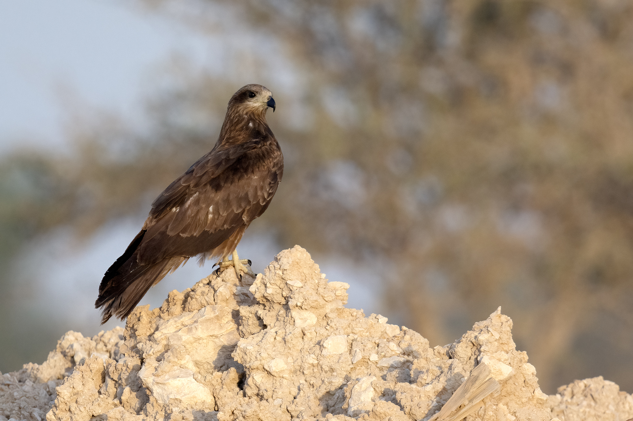 Black-eared Kite