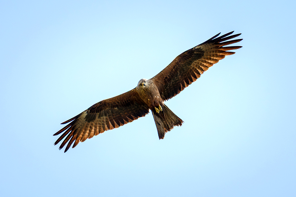 Eurasian Black Kite
