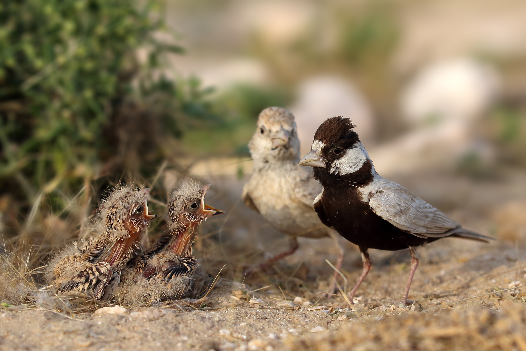 Black-crowned Sparrow-Lark