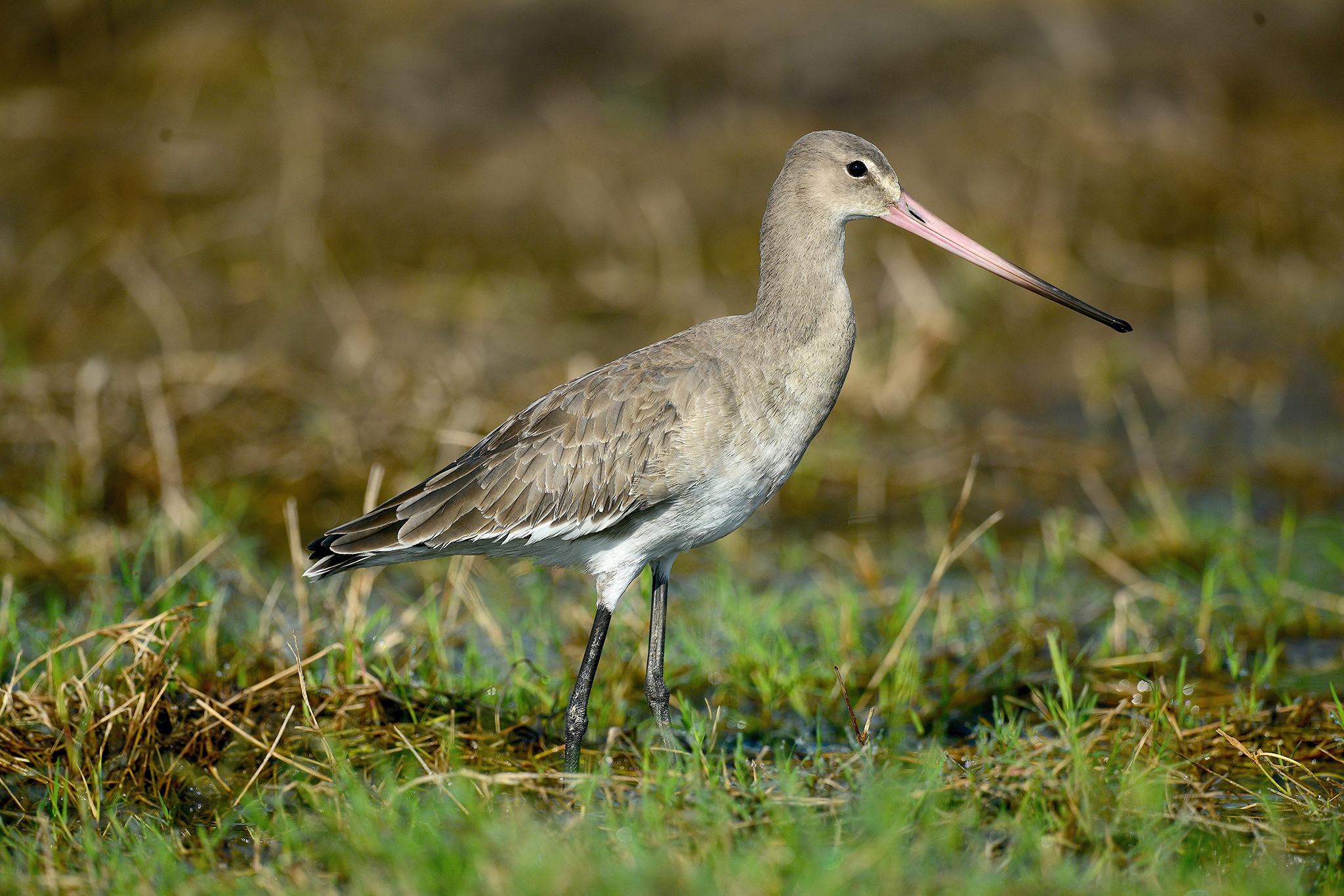 European Black-tailed Godwit