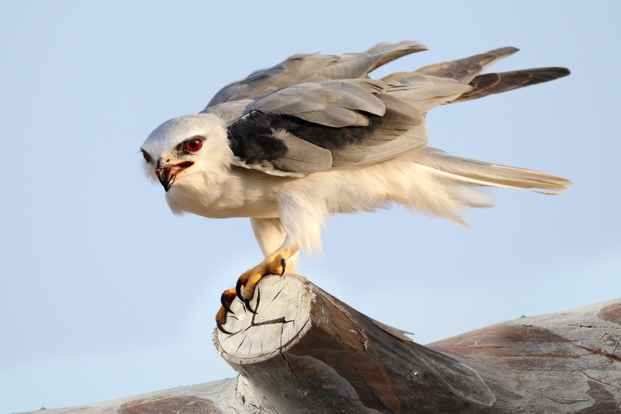 Eastern Black-winged Kite