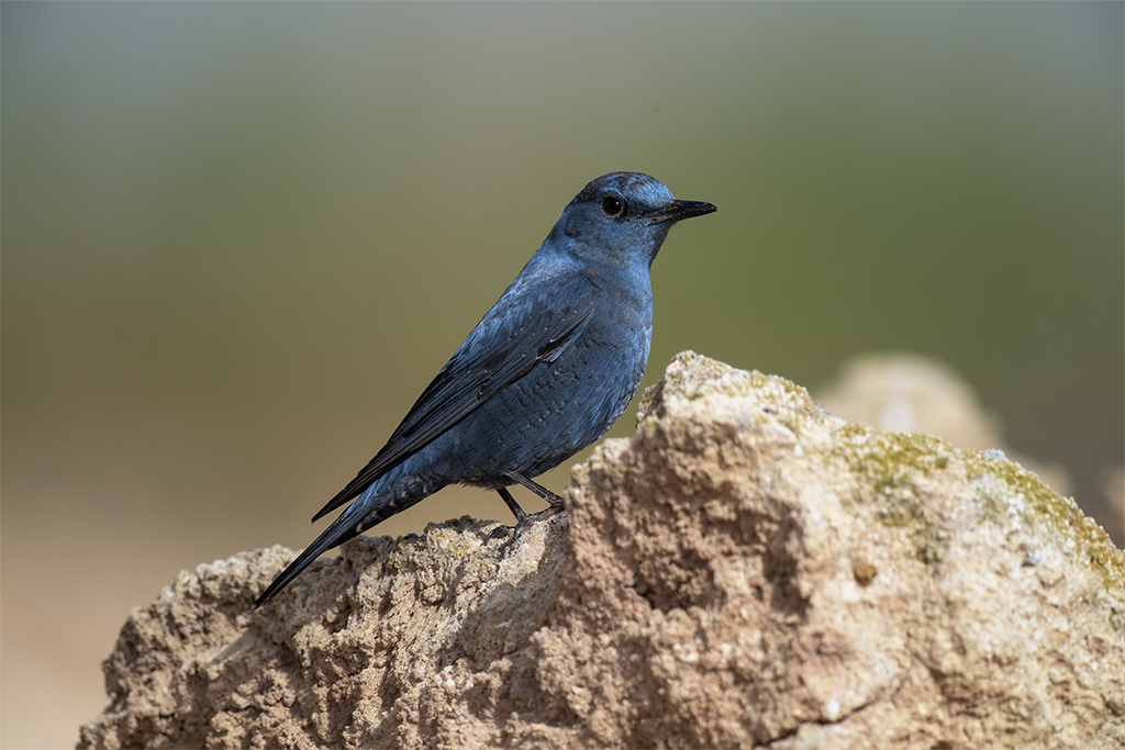 Western Blue Rock Thrush