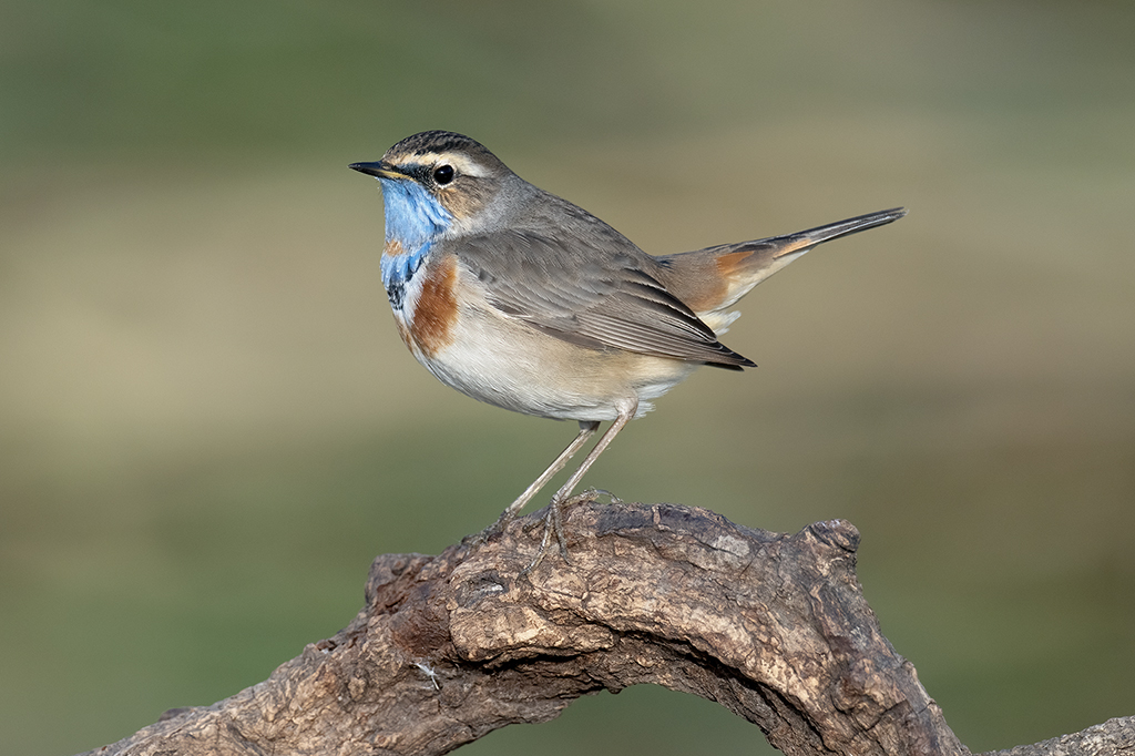 Red-spotted Bluethroat