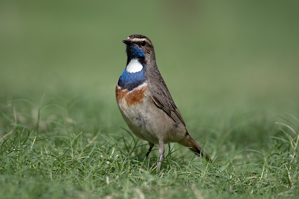 White-spotted Bluethroat