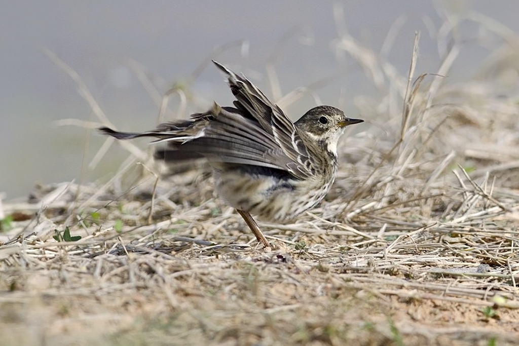 Siberian Pipit
