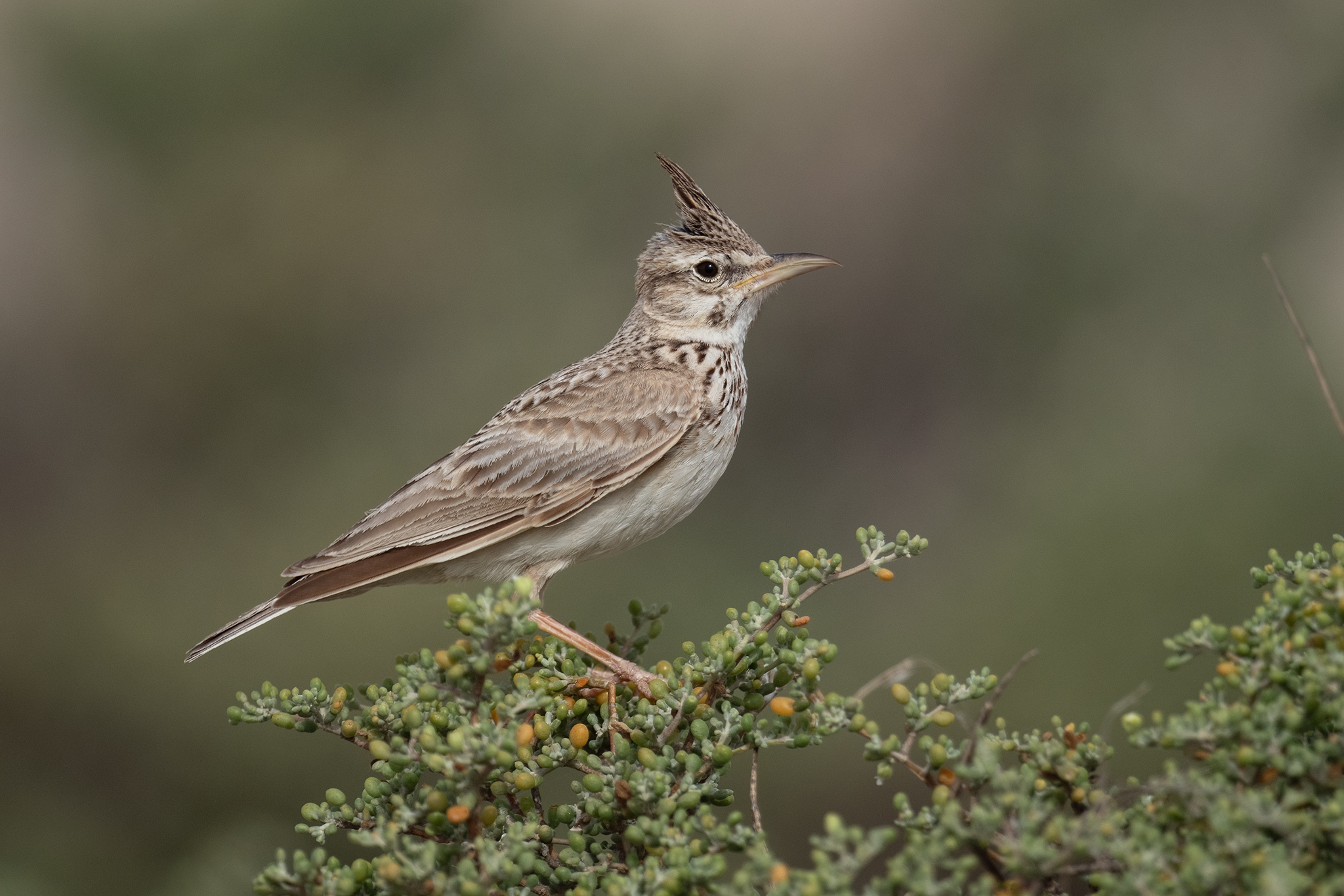 Crested Lark