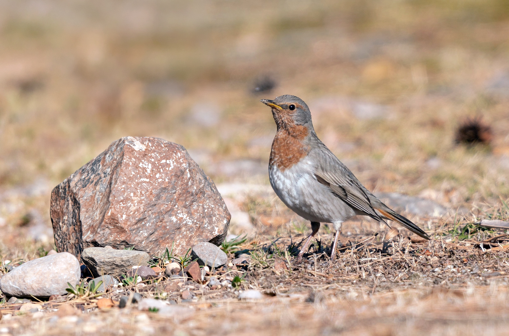 Red-throated Thrush