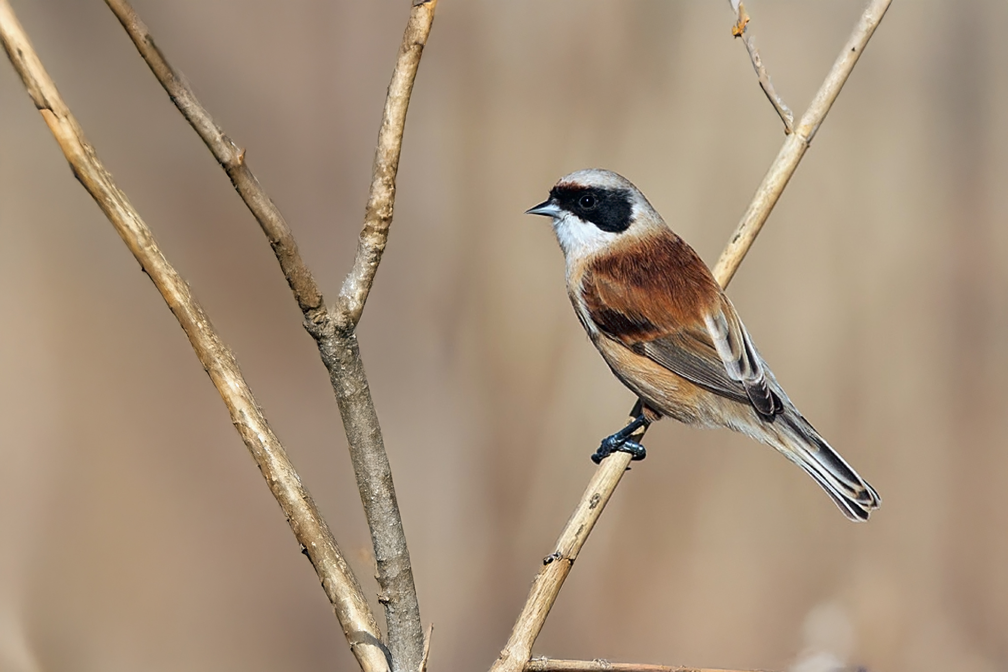 Eurasian Penduline Tit