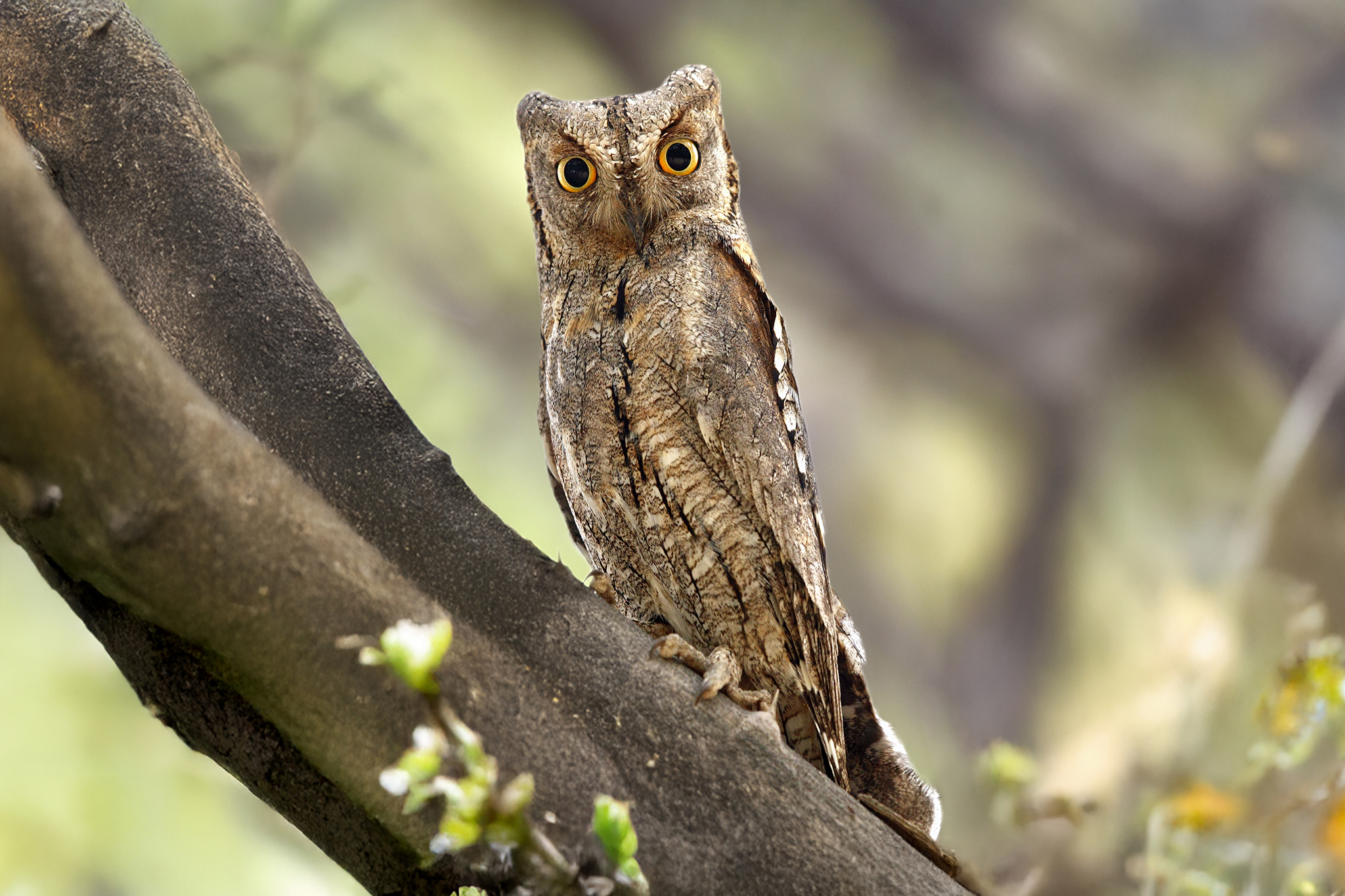 Eurasian Scops Owl