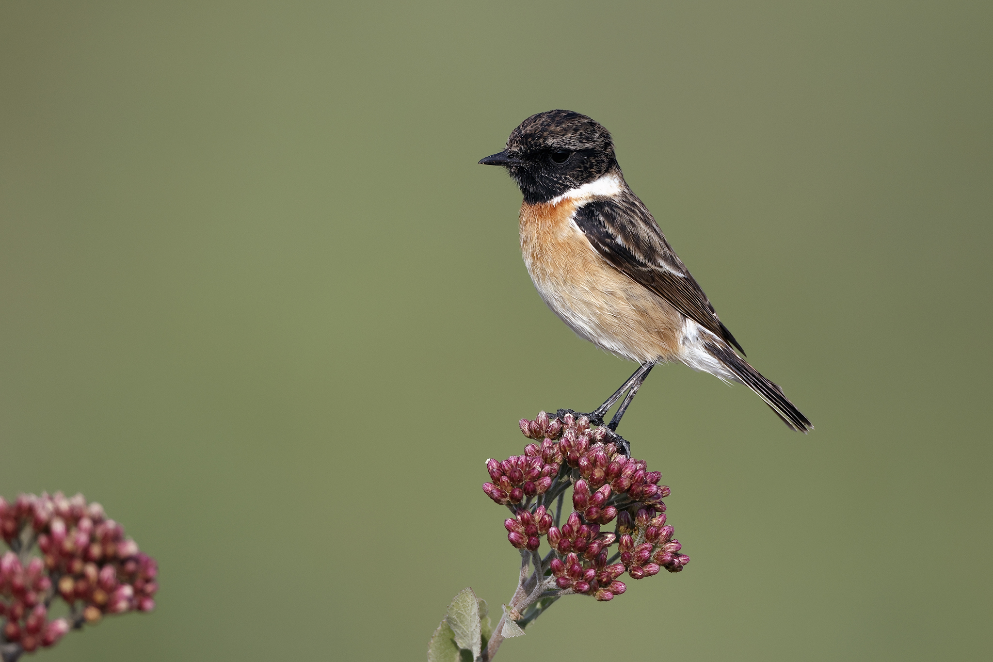 European Stonechat