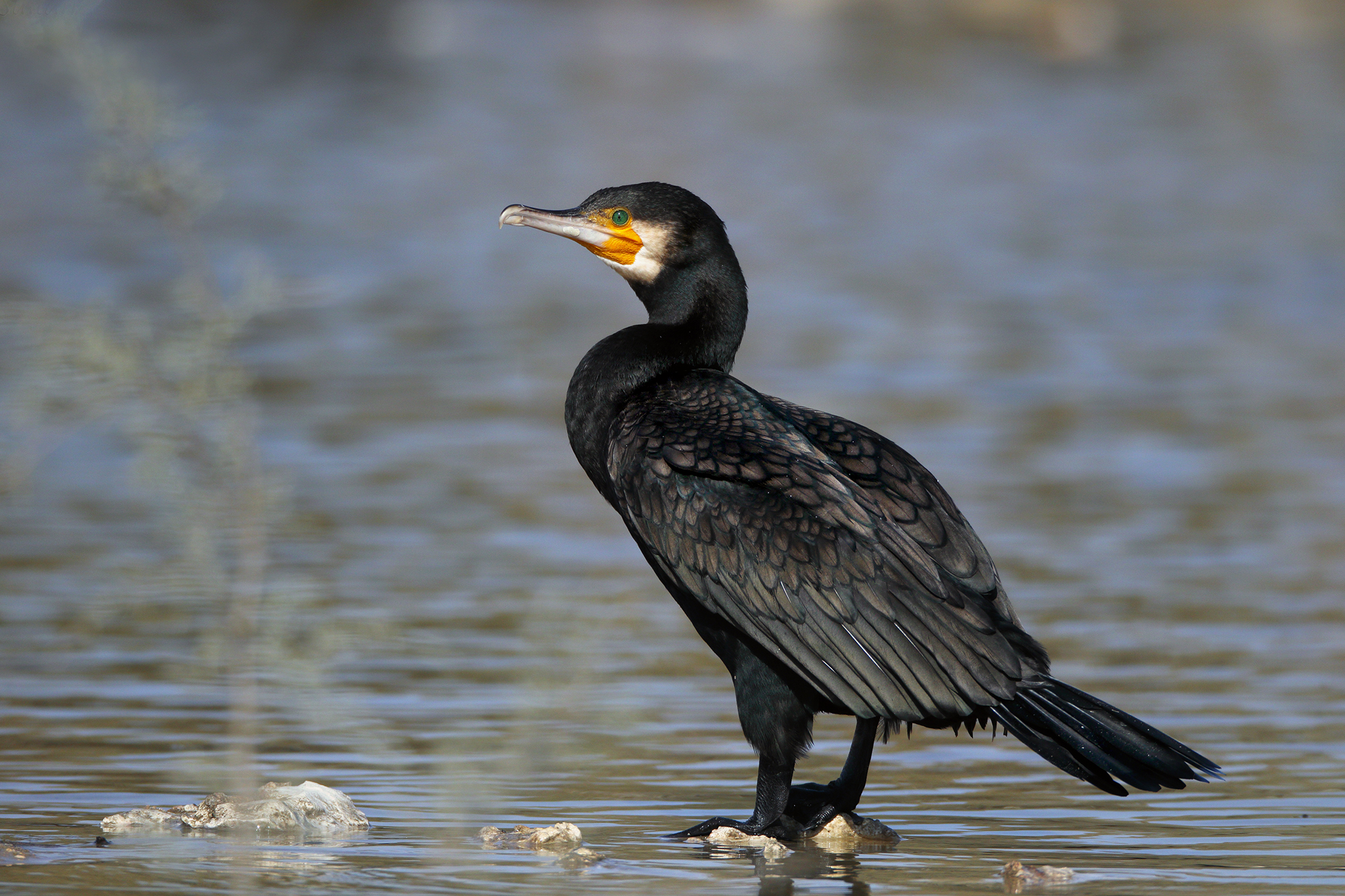 Great Cormorant
