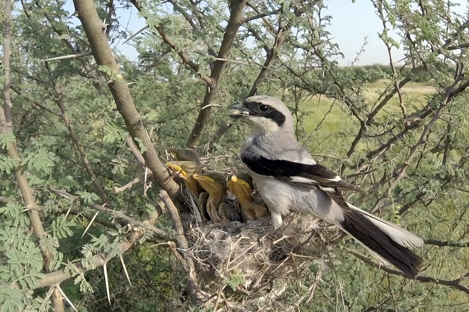 Arabian Grey Shrike