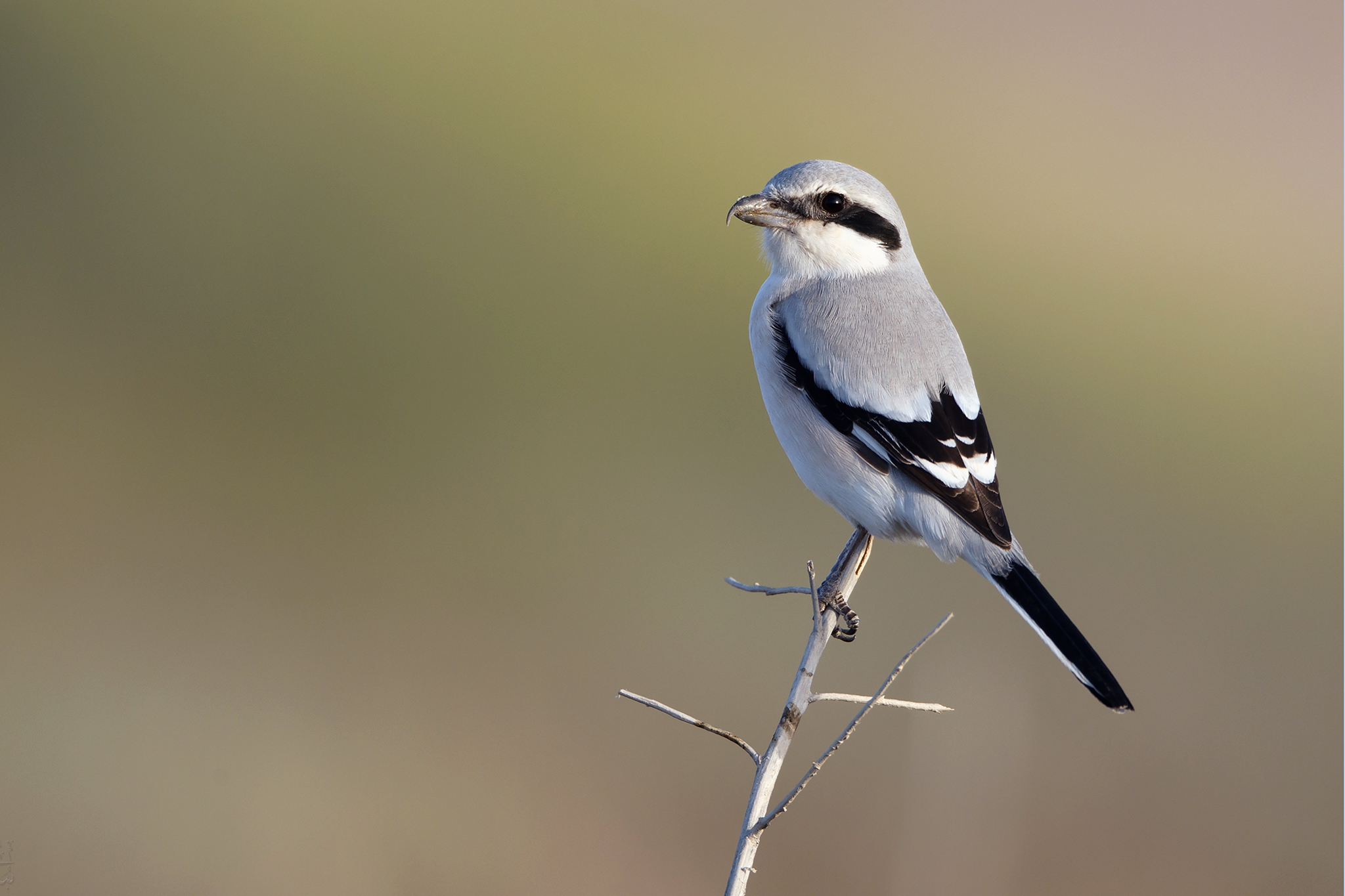 Steppe Grey Shrike