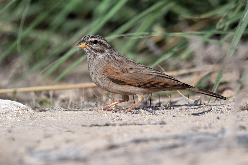 Striolated Bunting