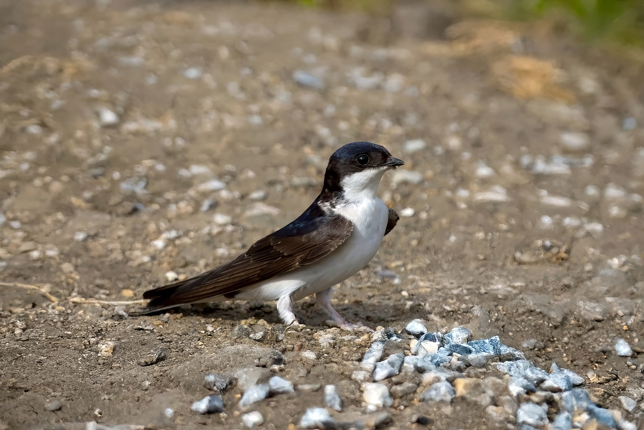 Western House Martin