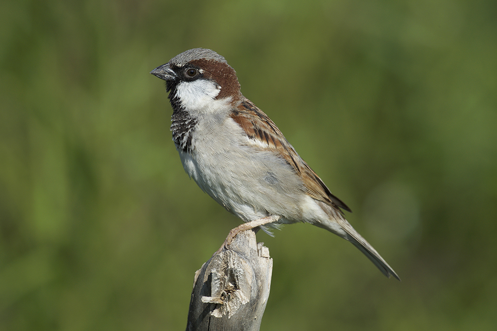 House Sparrow