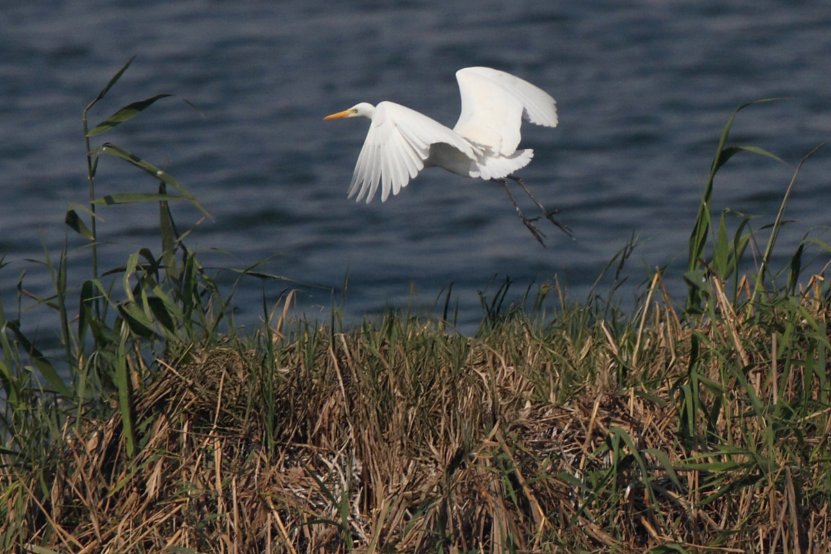 Medium Egret