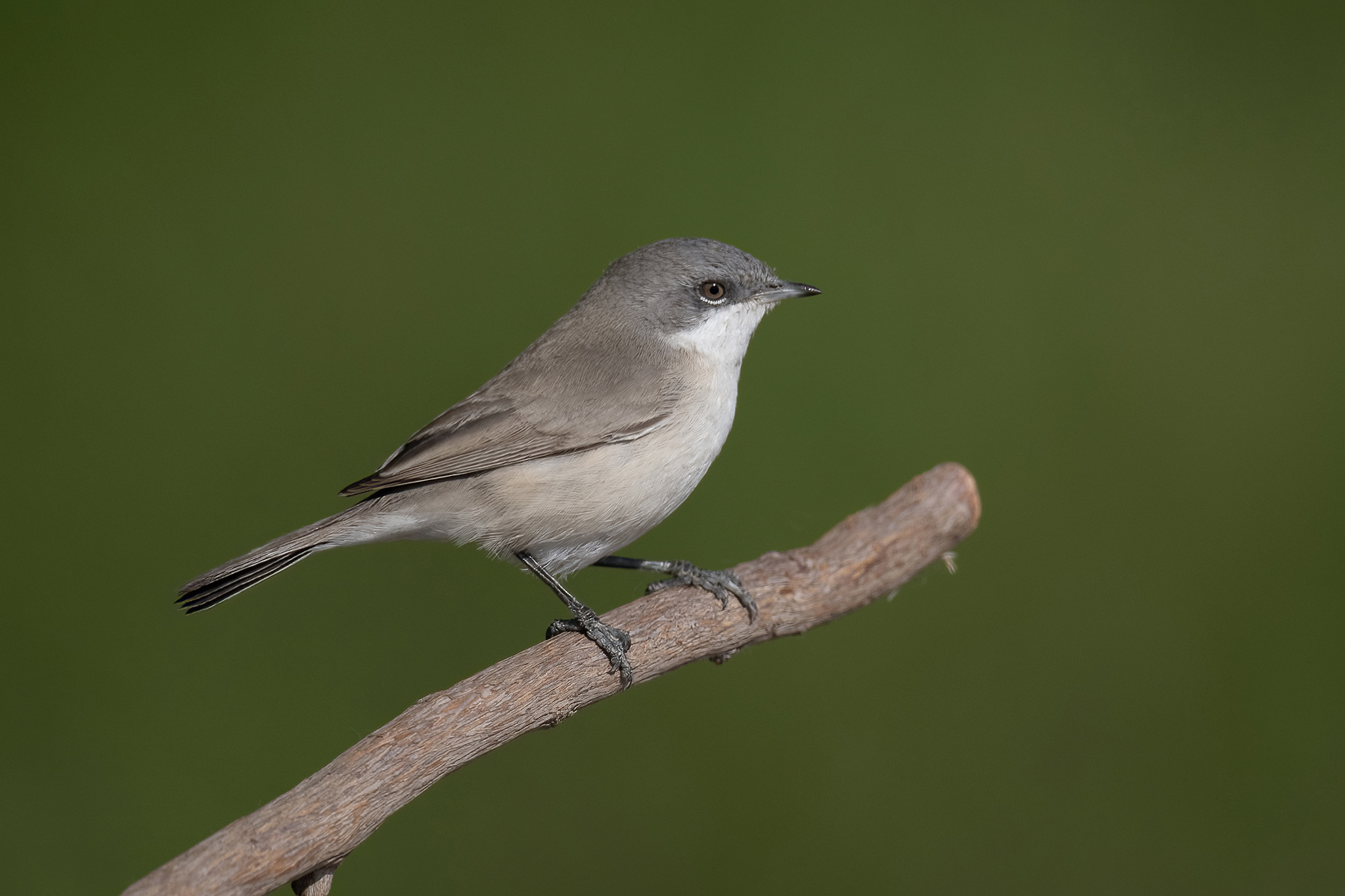 Central Asian Lesser Whitethroat(Desert Whitethroat)