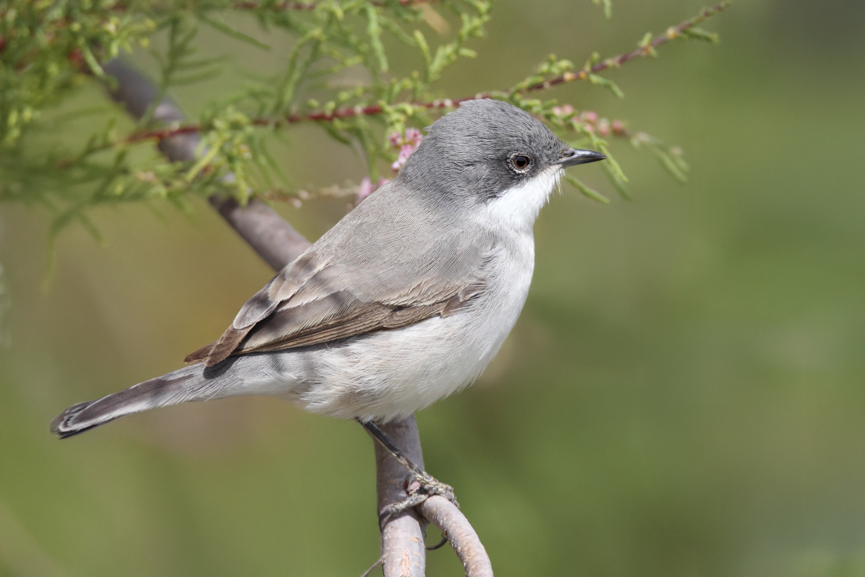 Hume's Whitethroat