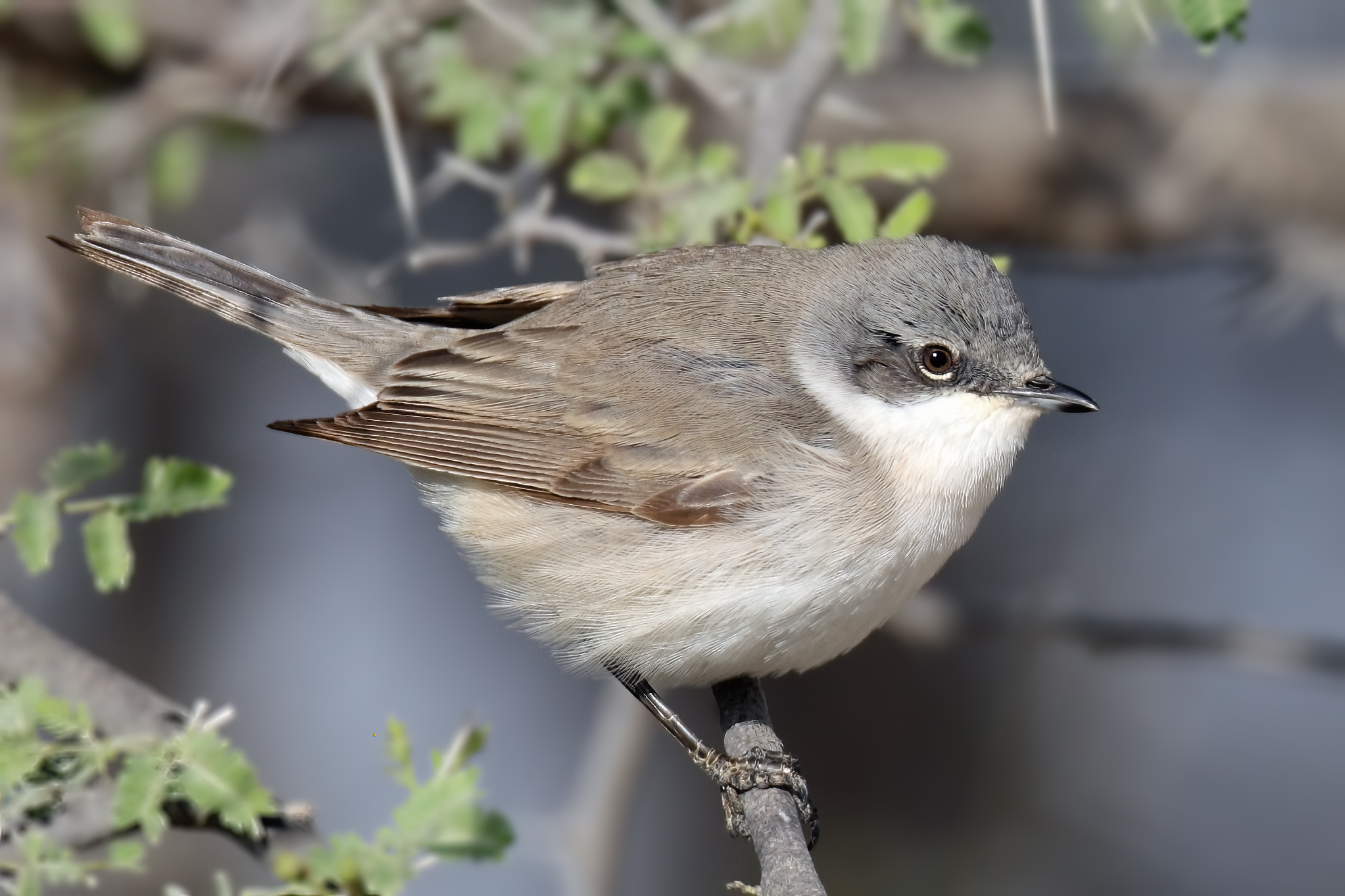 Lesser Whitethroat