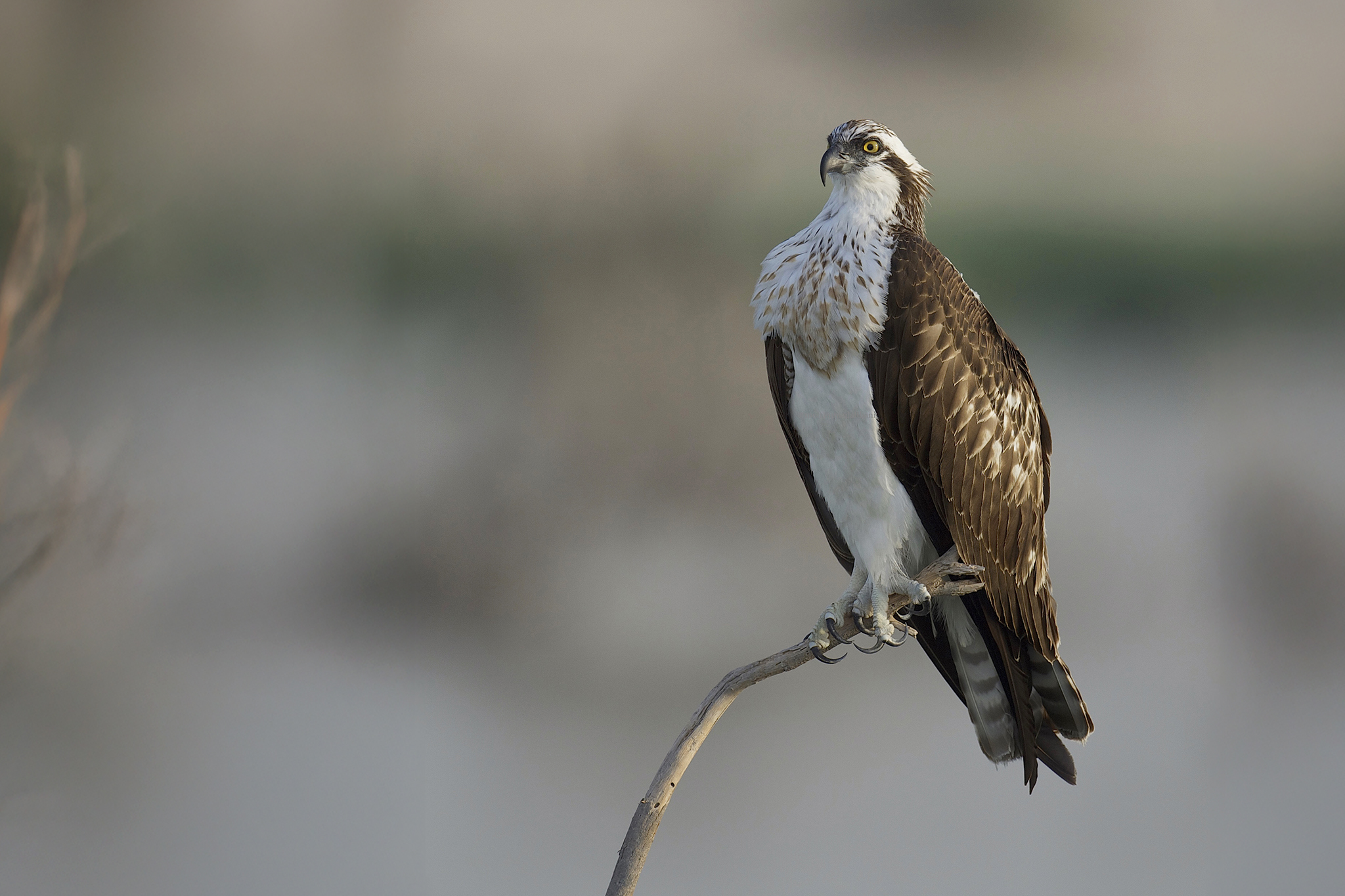 Western Osprey