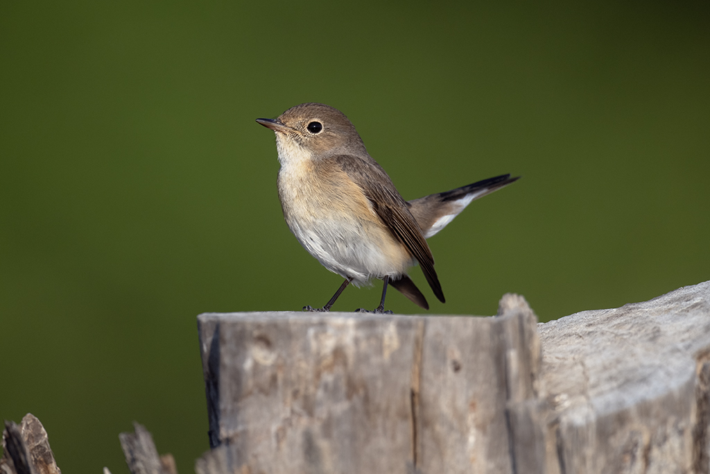Red-breasted Flycatcher