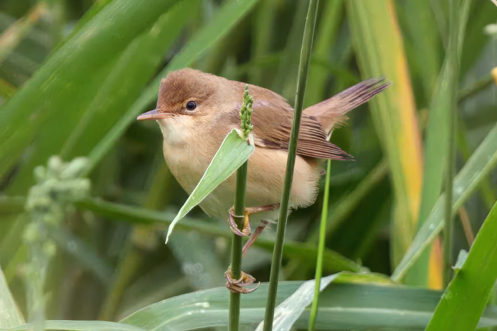 Common Reed Warbler