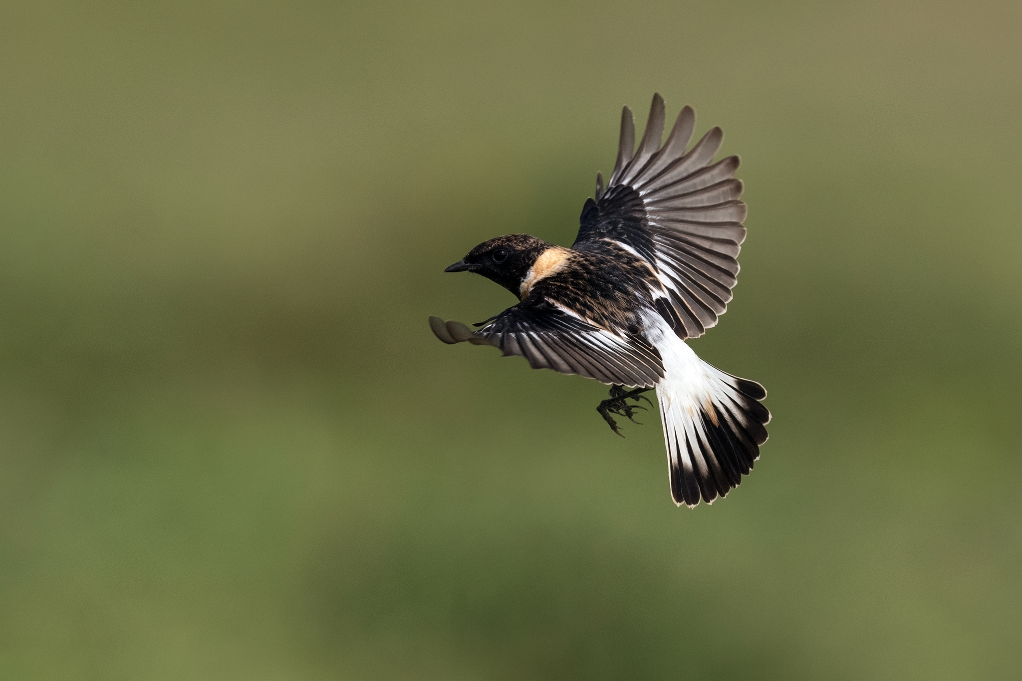 Caspian Stonechat