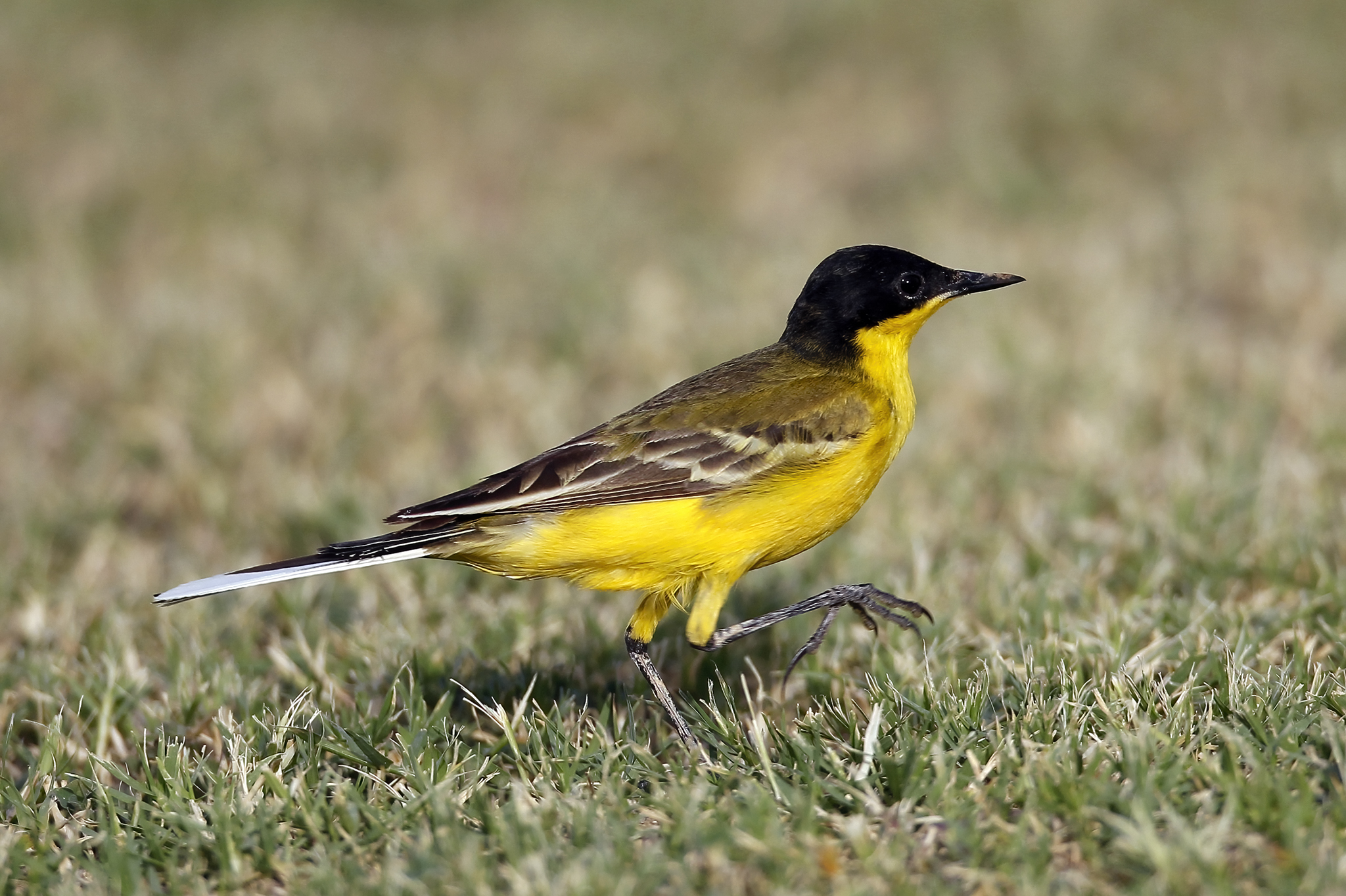 Black-headed Wagtail