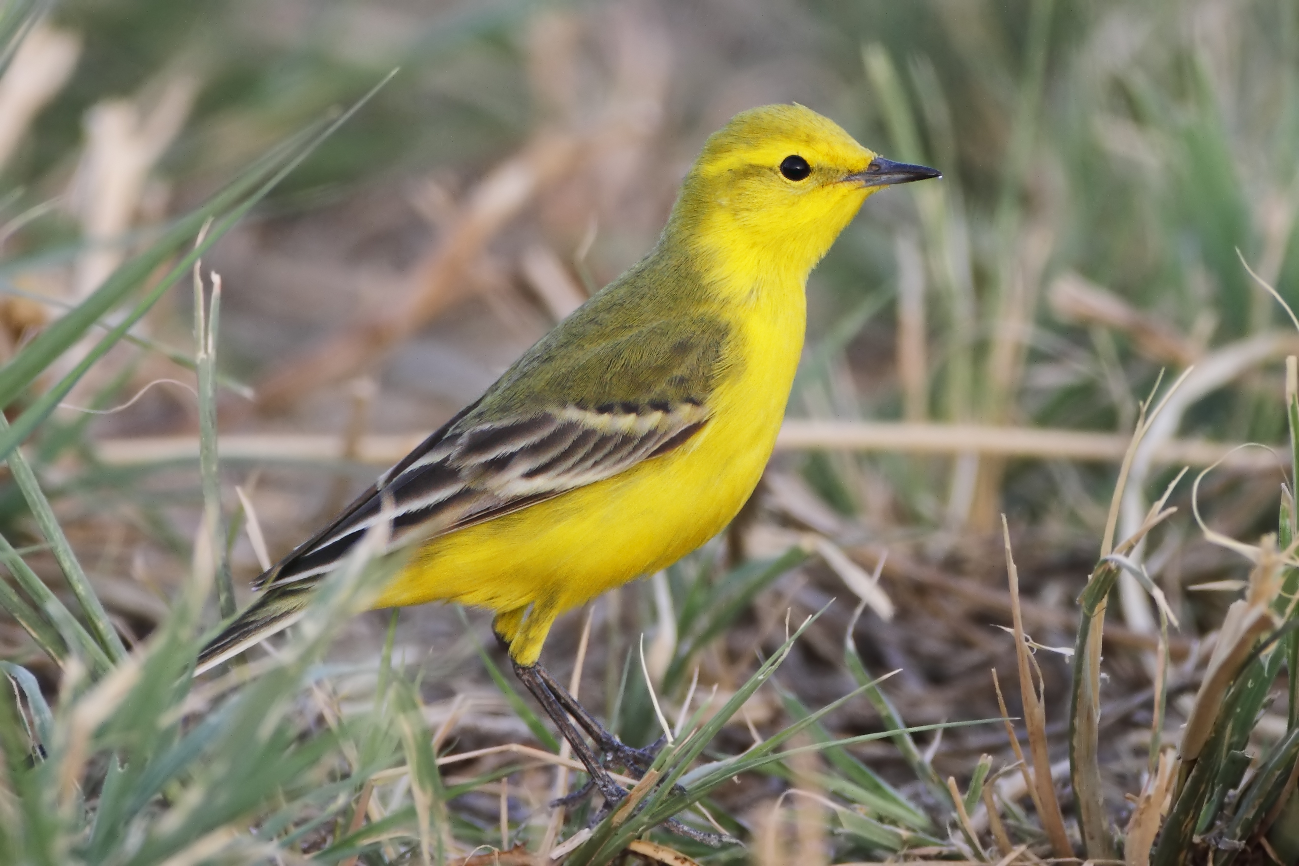 Yellow-headed Wagtail