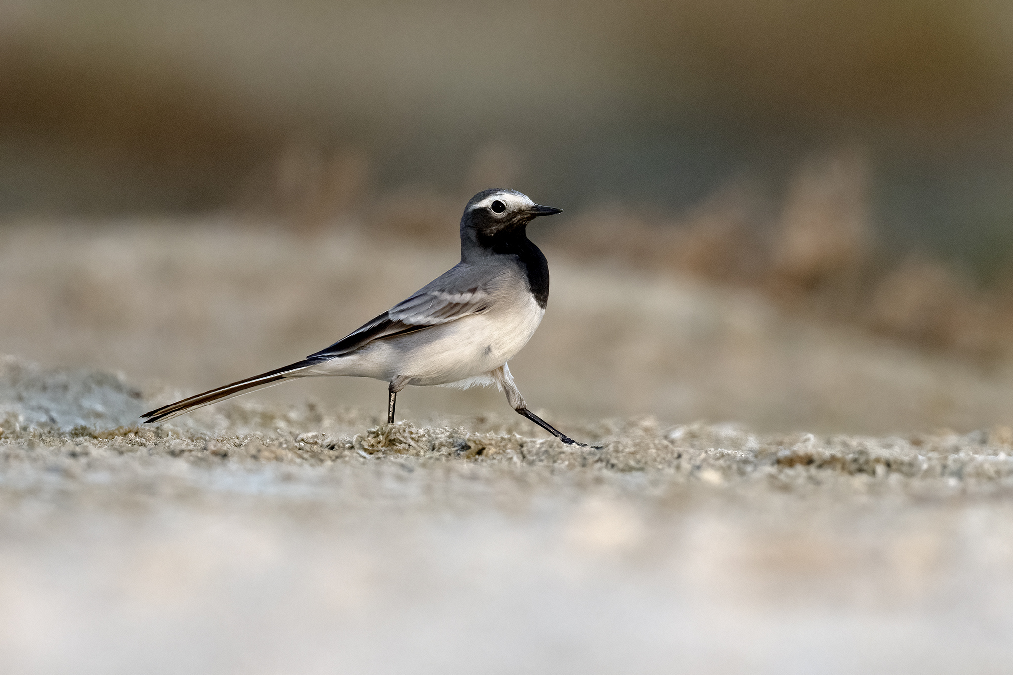Masked Wagtail