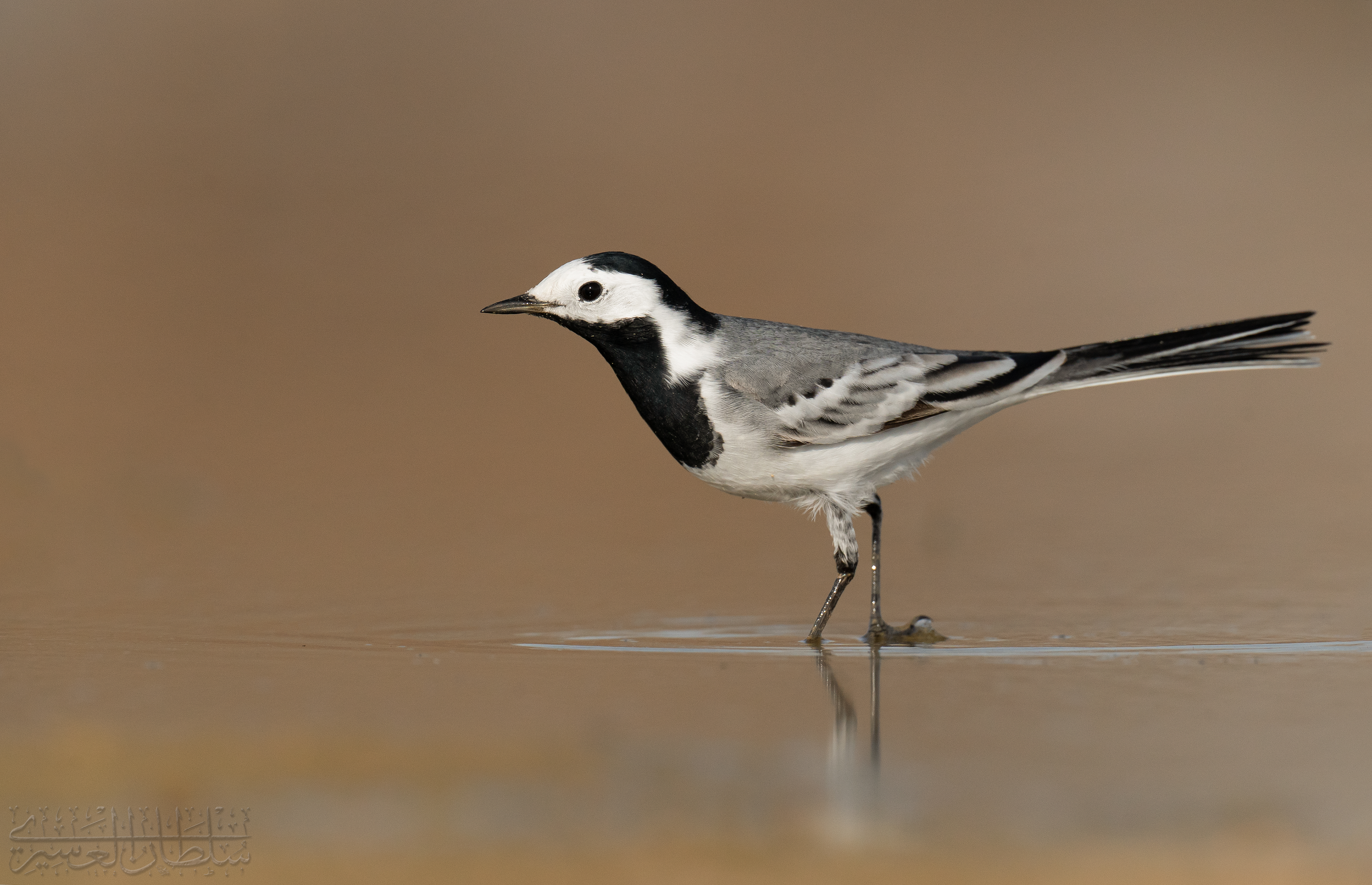 White Wagtail