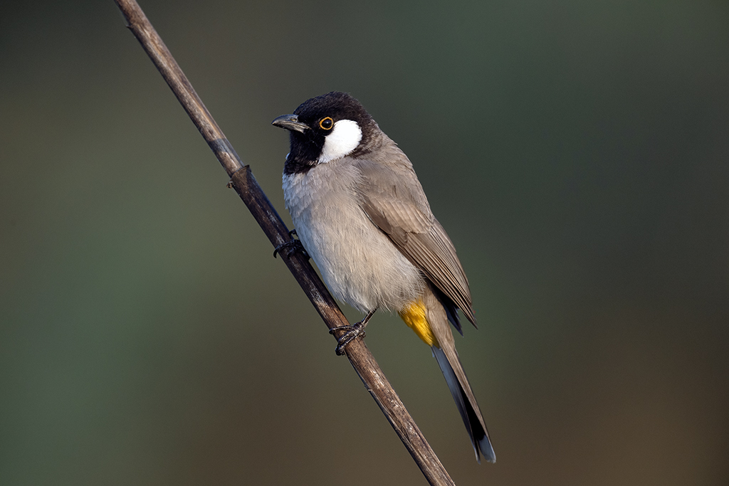 White-eared Bulbul