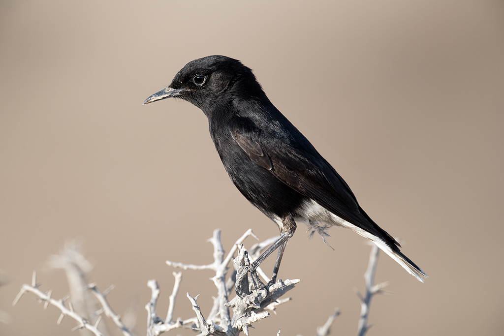 White-crowned Wheatear