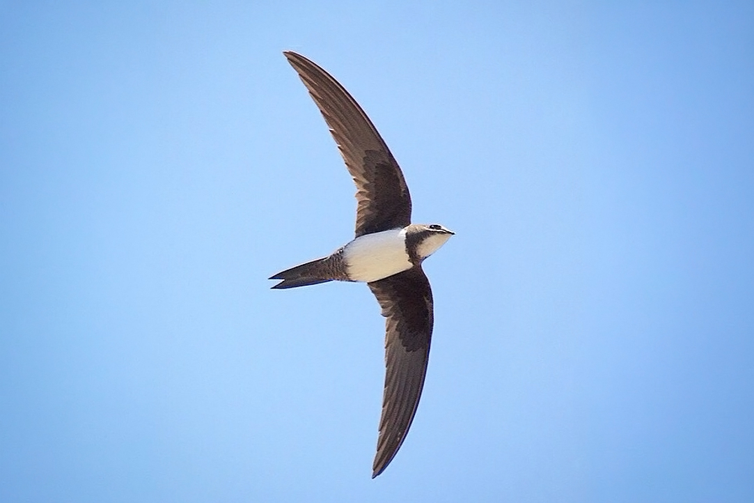 Alpine Swift