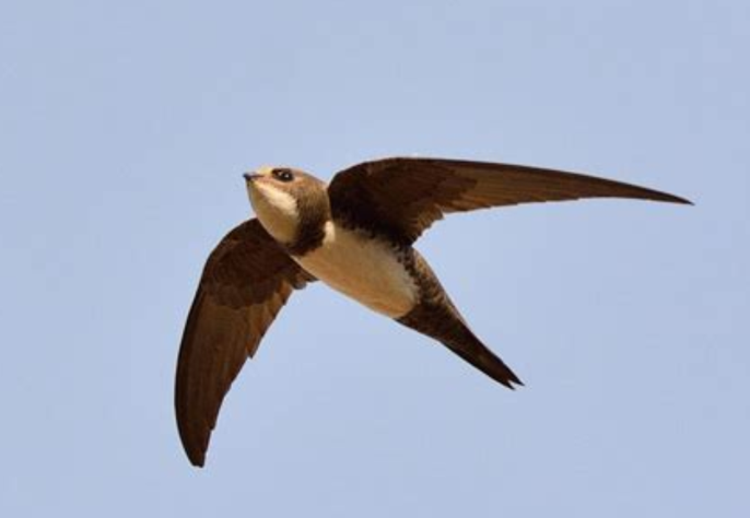Alpine Swift