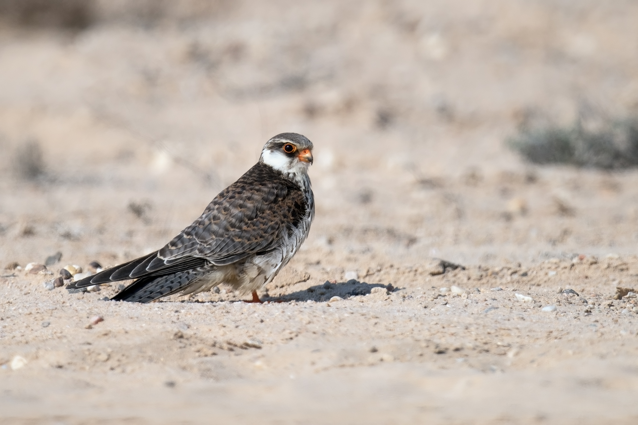 Amur Falcon