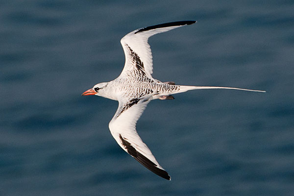 Arabian Tropicbird