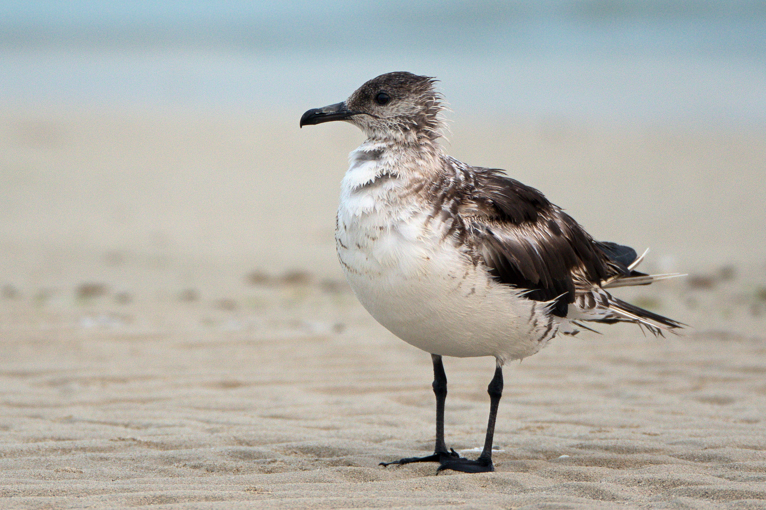 Arctic Skua