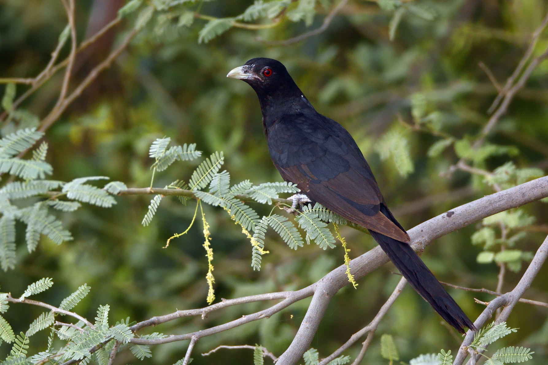 Asian Koel