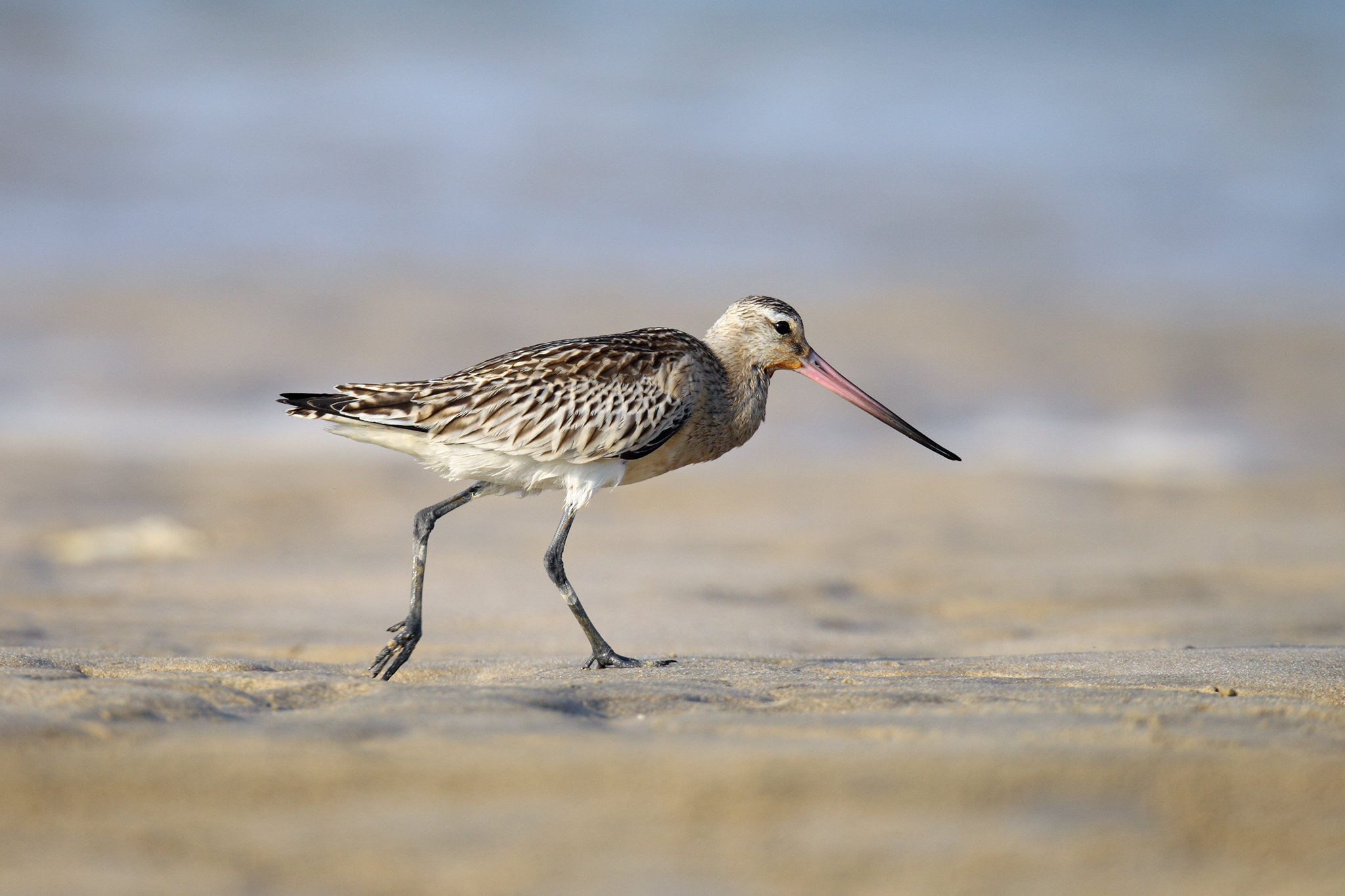 Bar-tailed Godwit