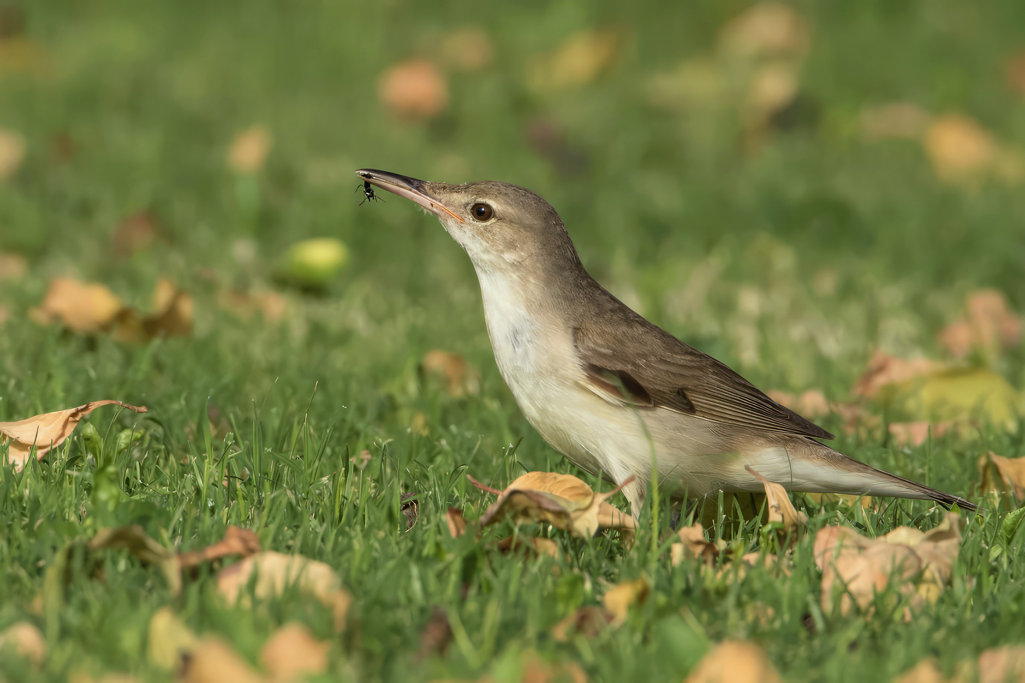 Basra Reed Warbler