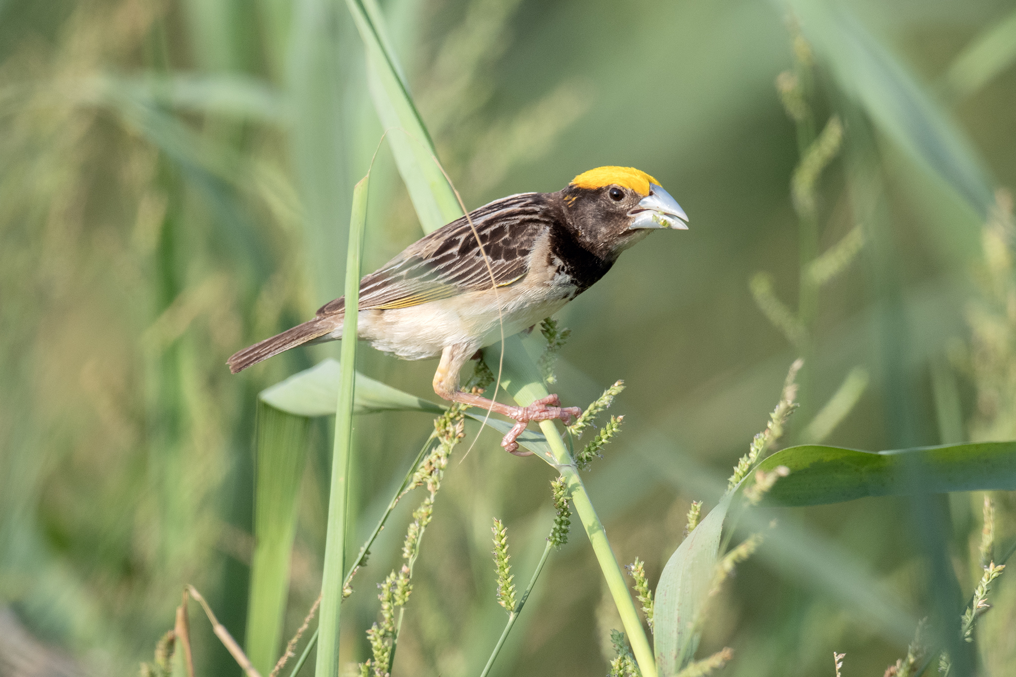 Black-breasted Weaver