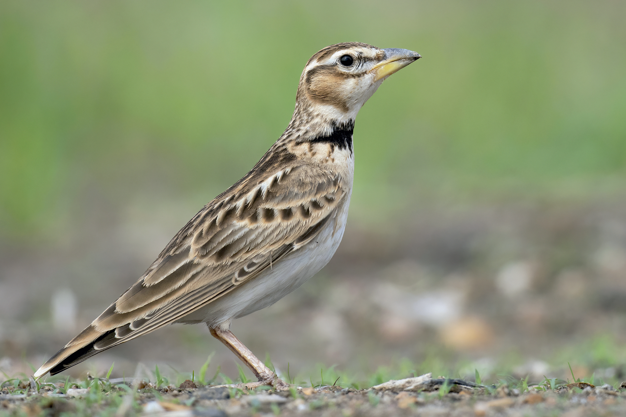 Bimaculated Lark